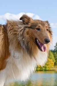 可爱的动物牧羊犬图片