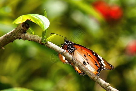 花园里的一只美丽蝴蝶昆虫背景图片