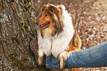 牧羊犬趴在腿上图片