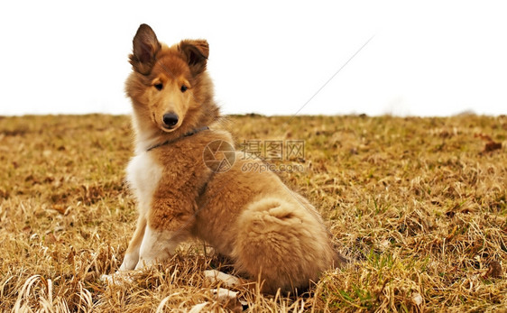 坐在草坪上的柯利牧羊犬图片