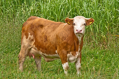 草丛上的黄色奶牛图片