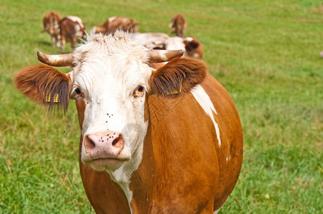 正在吃草的动物牛背景图片