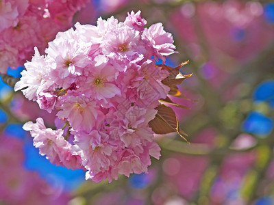 日本樱花的花朵盛开的樱花图片