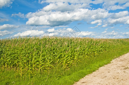 在刮风的日子里天空湛蓝云朵密布的玉米地玉米玉米背景图片