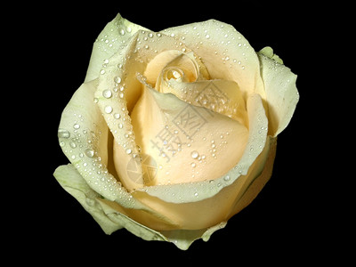 玫瑰的宏与水滴玫瑰图片