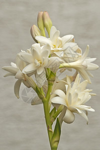 害羞状晚香玉polianthestuberosa块茎状的背景