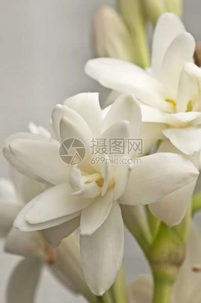 晚香玉polianthestuberosa块茎状的