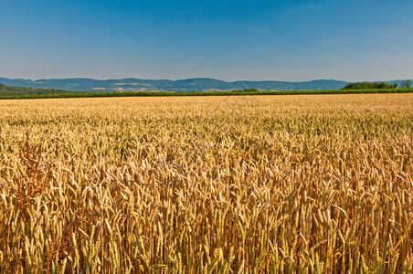 小麦和小山的全景小麦小麦图片