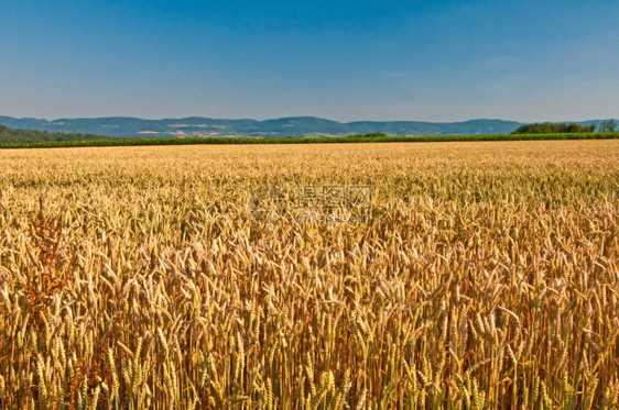 小麦和小山的全景小麦小麦图片