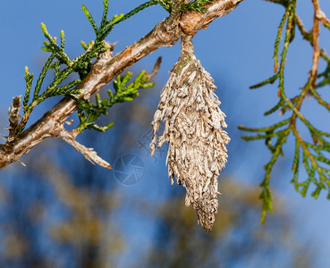 从松树枝处悬吊的袋虫宏图像图片