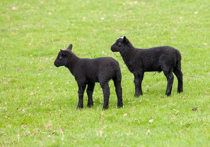 两只黑羊羔在田地里图片