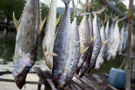 在一个泰国渔民村出售干鱼图片