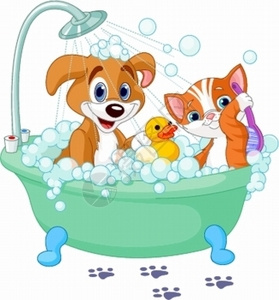 猫和狗在洗澡图片