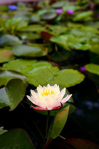 花园池中的莲花图片