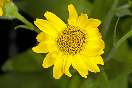 独自的黄色花朵图片