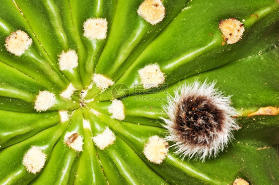 树叶上的棘球绦虫图片