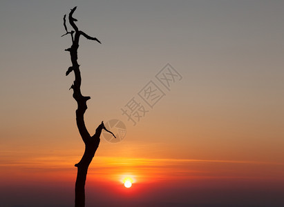 在弗吉尼亚州的天线上树的清亮轮廓与日出对立图片