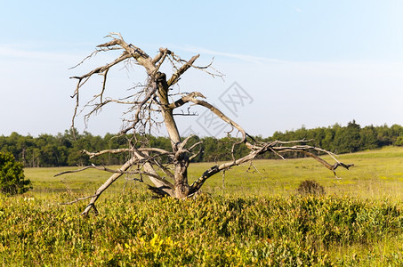 在弗吉尼亚州的天际车道上大草地的旧树图片