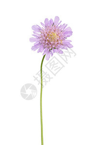 小型垃圾处理器scabioclumbria图片