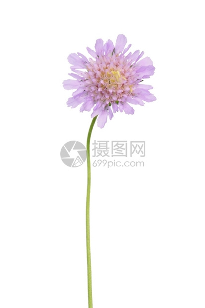 小型垃圾处理器scabioclumbria图片