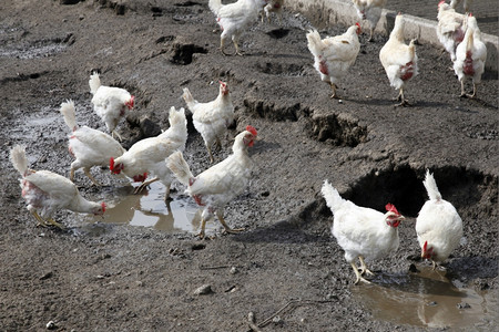 在生物农场的泥土里养鸡图片
