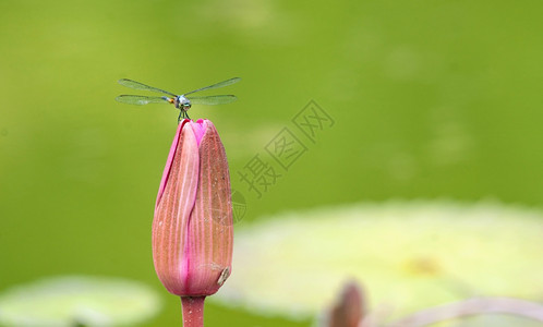 百合花上的苍蝇图像图片