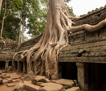 有树根的塔普罗姆寺庙生长在安哥罗神庙的废墟中图片