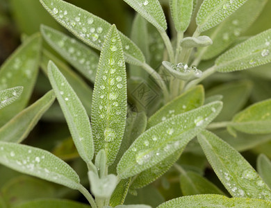 雨水中的鼠尾草图片