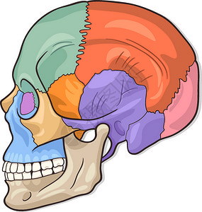 人体头骨图示背景图片