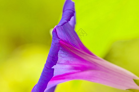 牵牛花的特写镜头图片