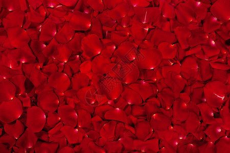 美丽的红玫瑰花瓣背景图片