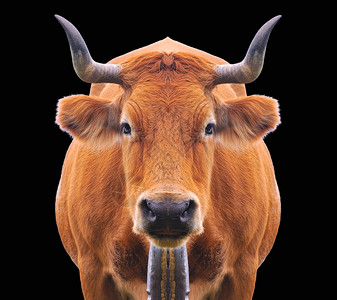 牛树下吃草背景