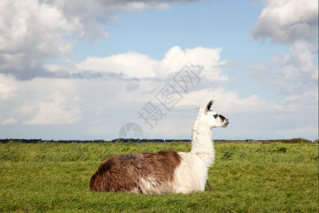 一只骆驼躺在草地上图片