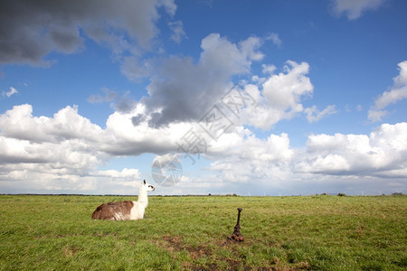 羊驼在草地的中在无和蓝天空中图片