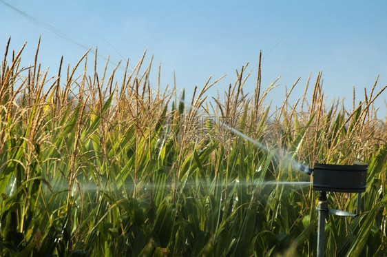 给玉米园浇水灌溉图片