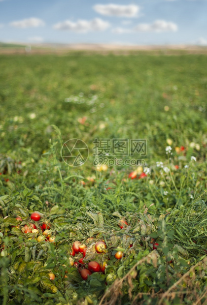 番茄种植和罐头图片