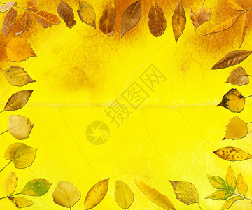 秋叶边框黄复制空间图片