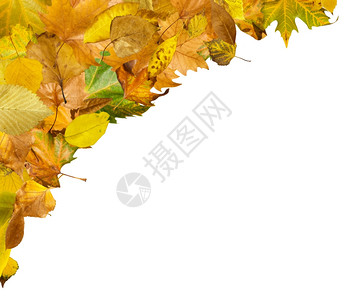 秋叶边框白色的孤立复制空间图片