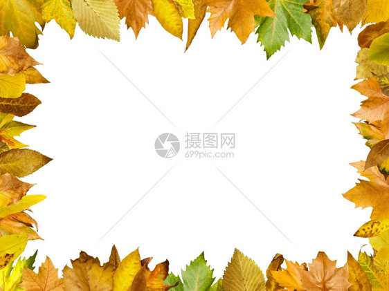 秋叶边框白色的孤立复制空间图片