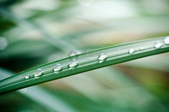 绿草上的水滴图片