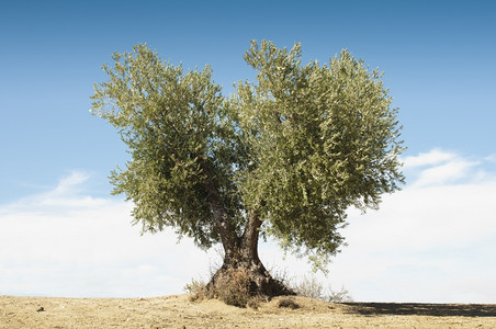蓝天上的橄榄树图片
