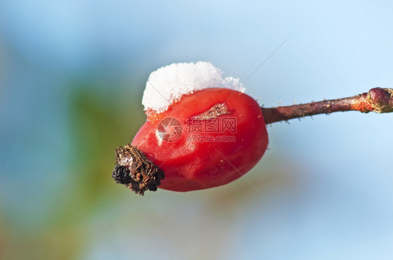 雪中的花瓣图片