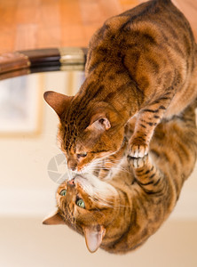 橙色和棕褐的小猫看着镜子中的反光图片