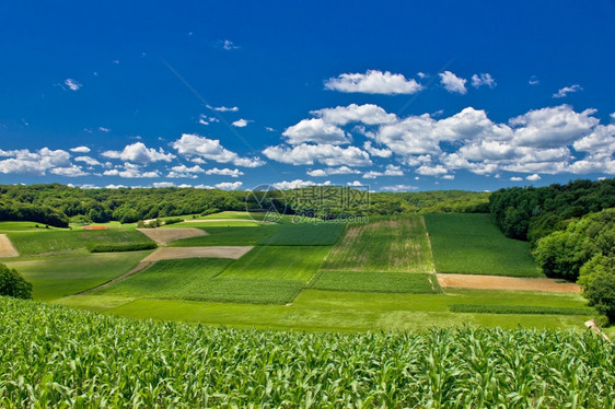 Croati玉米和干草田中美丽的绿色农业景观图片