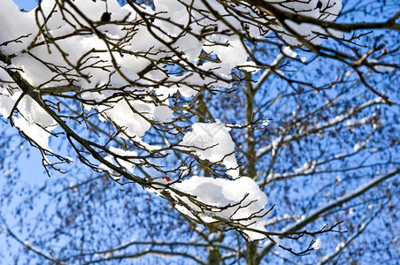 冬季积雪挂在树枝上图片