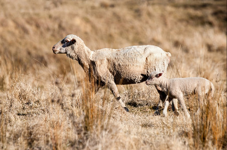 母羊和羊羔图片