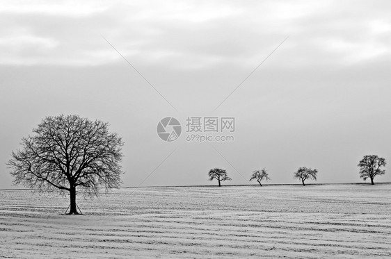 树在雪树木在雪图片