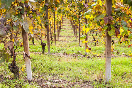 平山地区意大利秋季葡萄园图片