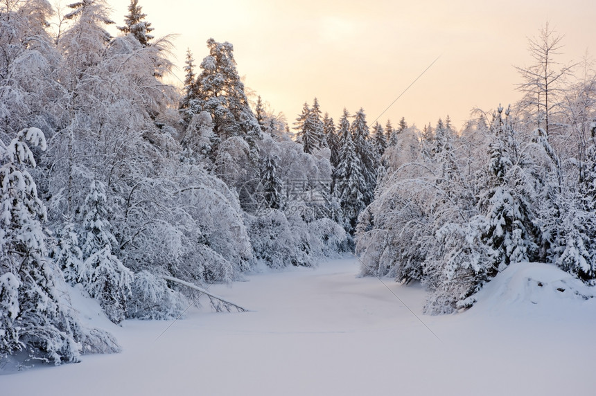 小森林被白雪覆盖图片