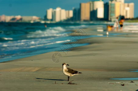 命运和巴拿马城市佛罗里达的清水和海滩景象图片